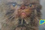 Lucky cat. Rescuers removed the animal from the 7th floor of the bombed house