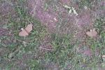 The Russians fired at the villages of Kherson region with cluster shells with anti-personnel mines PFM-1