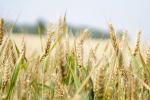 A Russian ship brought stolen Ukrainian grain to Syria - CNN